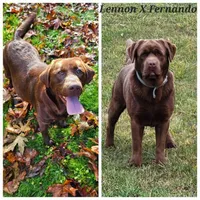 Male Chocolate Lab, a male Labrador Retriever for sale in Oakville, WA – 3 of 4