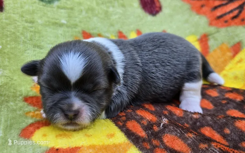 AKC Blue and White Female 1 – Shih Tzu puppy for sale in Oakville, WA