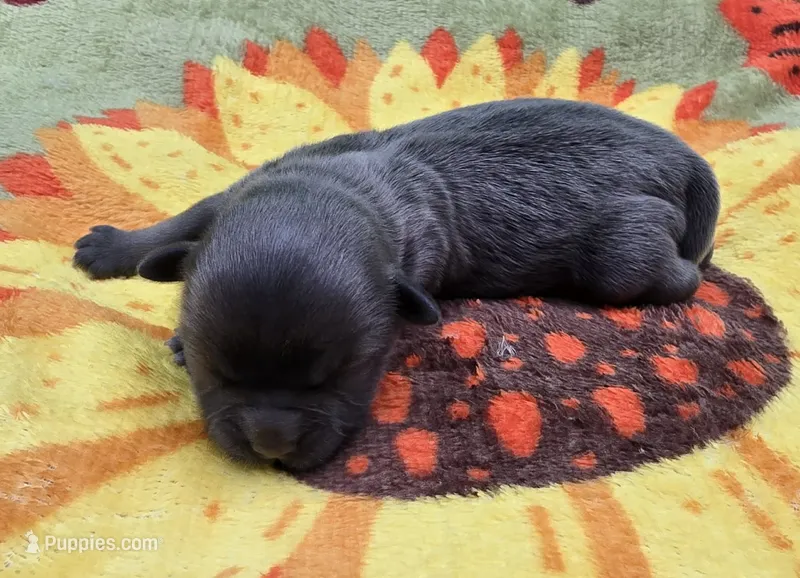 AKC Blue Male – Shih Tzu puppy for sale in Oakville, WA