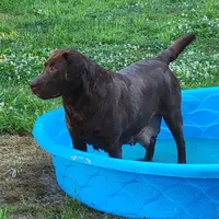 Zeppelin, a female Labrador Retriever for sale in Oakville, WA – Photo 4 of 4