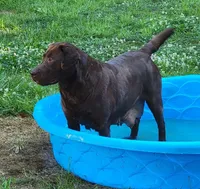 Zeppelin, a female Labrador Retriever for sale in Oakville, WA – Photo 4 of 4