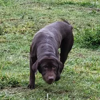 Zeppelin, a female Labrador Retriever for sale in Oakville, WA – Photo 2 of 4