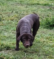 Zeppelin, a female Labrador Retriever for sale in Oakville, WA – Photo 2 of 4