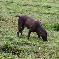 Zeppelin, a female Labrador Retriever for sale in Oakville, WA – Photo 3 of 4