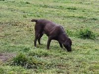 Zeppelin, a female Labrador Retriever for sale in Oakville, WA – Photo 3 of 4
