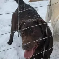 Zeppelin, a female Labrador Retriever for sale in Oakville, WA – Photo 1 of 4