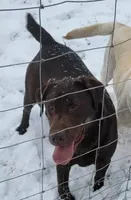 Zeppelin, a female Labrador Retriever for sale in Oakville, WA – Photo 1 of 4