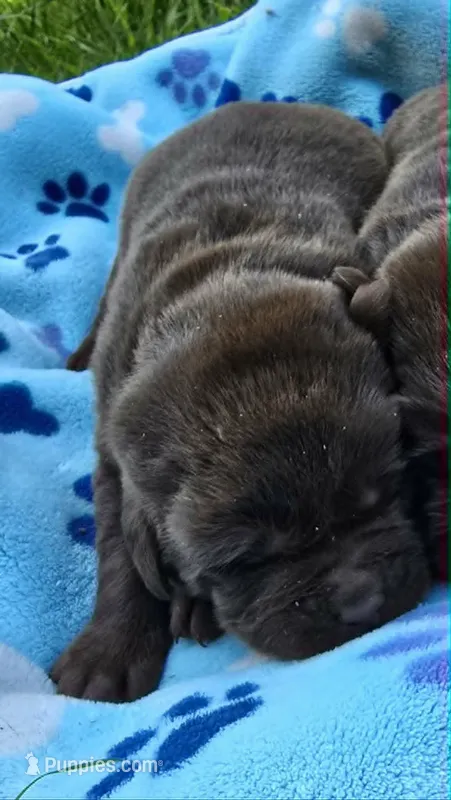Chocolate Male Labrador  – Labrador Retriever puppy for sale in Oakville, WA