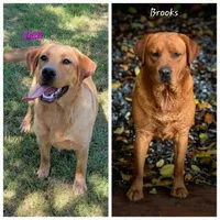 Fox Red Male, a male Labrador Retriever for sale in Oakville, WA – 2 of 3