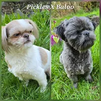 Blue and White Female, a  Shih Tzu for sale in Oakville, WA – 2 of 2