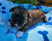 Lily Red Male, a male Shih Tzu for sale in Oakville, WA – Photo 5 of 9