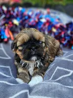 Lily Red Male, a male Shih Tzu for sale in Oakville, WA – Photo 4 of 9