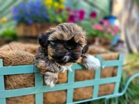 Lily Red Male, a male Shih Tzu for sale in Oakville, WA – Photo 1 of 9