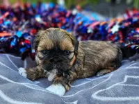 Lily Red Male, a male Shih Tzu for sale in Oakville, WA – Photo 3 of 9