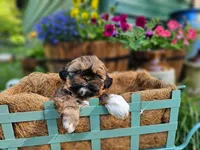 Lily Red Male, a male Shih Tzu for sale in Oakville, WA – Photo 2 of 9