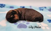 Lily Red Male, a male Shih Tzu for sale in Oakville, WA – Photo 7 of 9