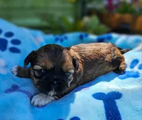 Lily Red Male, a male Shih Tzu for sale in Oakville, WA – Photo 6 of 9