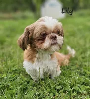 Lily Red Male, a male Shih Tzu for sale in Oakville, WA – Photo 8 of 9