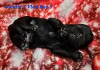 Goodie X Vlad Boy 3, a male Shih Tzu for sale in Oakville, WA – Photo 4 of 7