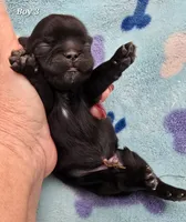 Goodie X Vlad Boy 3, a male Shih Tzu for sale in Oakville, WA – Photo 6 of 7