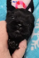 Goodie X Vlad Boy 3, a male Shih Tzu for sale in Oakville, WA – Photo 2 of 7