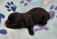 Goodie X Vlad Boy 3, a male Shih Tzu for sale in Oakville, WA – Photo 5 of 7