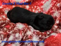 Goodie X Vlad Boy 3, a male Shih Tzu for sale in Oakville, WA – Photo 3 of 7