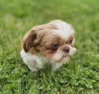 Lilly AKC, a female Shih Tzu for sale in Oakville, WA – Photo 5 of 6