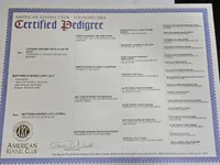 Lilly AKC, a female Shih Tzu for sale in Oakville, WA – Photo 6 of 6