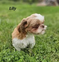 Lilly AKC, a female Shih Tzu for sale in Oakville, WA – Photo 3 of 6