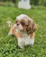 Lilly AKC, a female Shih Tzu for sale in Oakville, WA – Photo 4 of 6