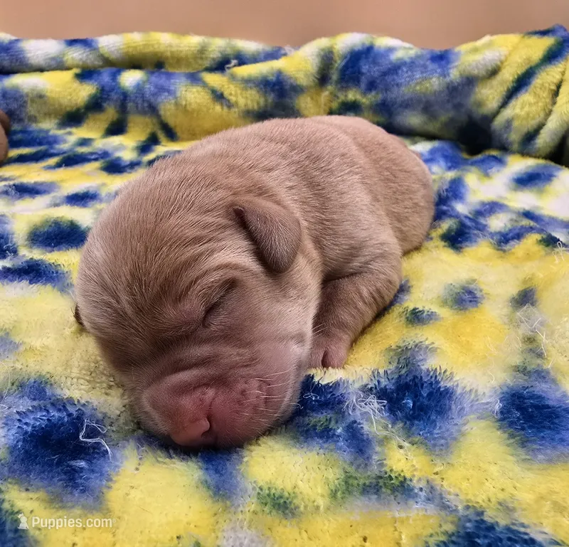 Fox Red Male 2 – Labrador Retriever puppy for sale in Oakville, WA