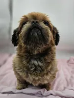 Faith AKC, a female Shih Tzu for sale in Oakville, WA – Photo 4 of 5