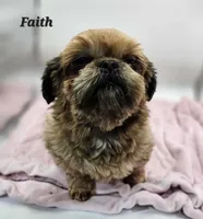 Faith AKC, a female Shih Tzu for sale in Oakville, WA – Photo 2 of 5