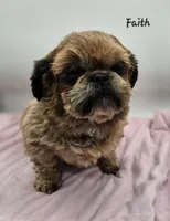 Faith AKC, a female Shih Tzu for sale in Oakville, WA – Photo 3 of 5