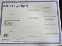 Faith AKC, a female Shih Tzu for sale in Oakville, WA – Photo 5 of 5