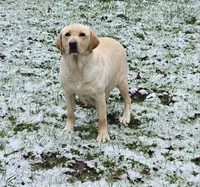 Reese's, a female Labrador Retriever for sale in Oakville, WA – Photo 6 of 7