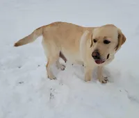Reese's, a female Labrador Retriever for sale in Oakville, WA – Photo 4 of 7