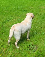 Reese's, a female Labrador Retriever for sale in Oakville, WA – Photo 3 of 7