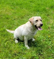 Reese's, a female Labrador Retriever for sale in Oakville, WA – Photo 2 of 7