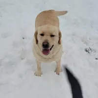 Reese's, a female Labrador Retriever for sale in Oakville, WA – Photo 5 of 7