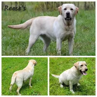 Reese's, a female Labrador Retriever for sale in Oakville, WA – Photo 1 of 7