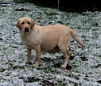 Reese's, a female Labrador Retriever for sale in Oakville, WA – Photo 7 of 7