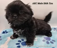 Goodie X Vlad Boy, a male Shih Tzu for sale in Oakville, WA – Photo 1 of 6