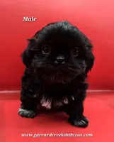 Goodie X Vlad Boy, a male Shih Tzu for sale in Oakville, WA – Photo 3 of 6