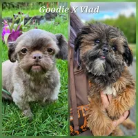 Goodie X Vlad Boy, a male Shih Tzu for sale in Oakville, WA – Photo 6 of 6