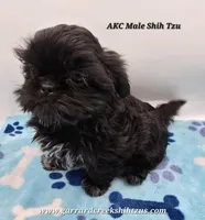 Goodie X Vlad Boy, a male Shih Tzu for sale in Oakville, WA – Photo 2 of 6