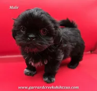 Goodie X Vlad Boy, a male Shih Tzu for sale in Oakville, WA – Photo 4 of 6