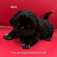 Goodie X Vlad Boy, a male Shih Tzu for sale in Oakville, WA – Photo 5 of 6