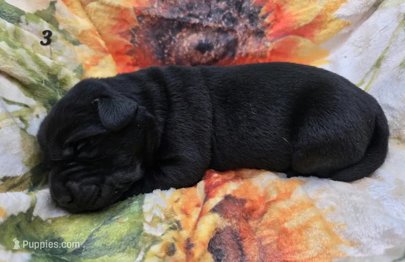 AKC Black Male 3 – Labrador Retriever puppy for sale in Oakville, WA